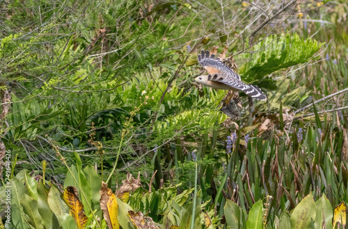 red shouldered hawk, red shoulder hawk, hawk, raptor, falcon photo