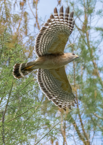 red shouldered hawk, red shoulder hawk, bird of prey, hawk, falcon, raptor