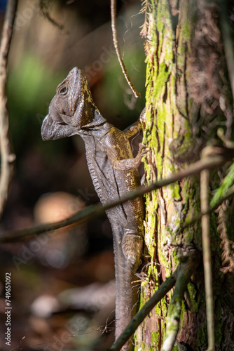 Florida green basilisk, brown basilisk lizard © Steve