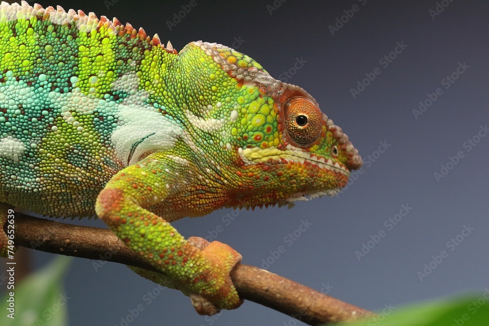 Obraz premium カメレオンの横顔のアップ