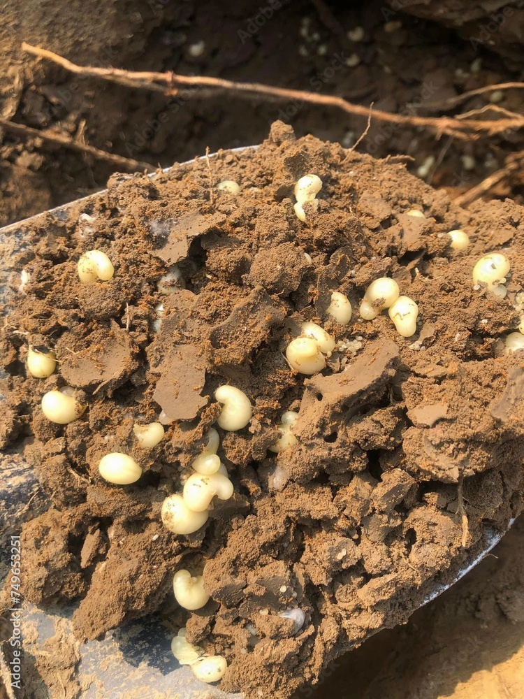 Ant eggs in the soil Ant eggs in the soil