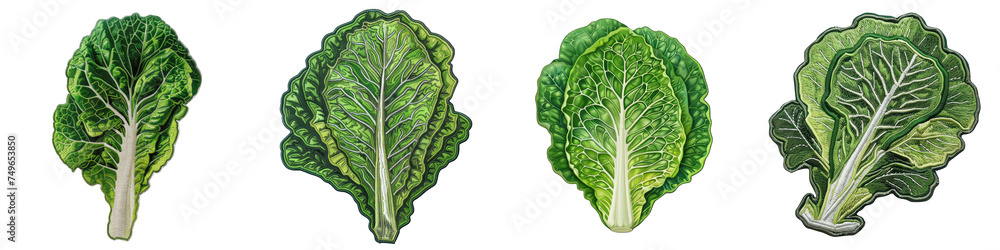 Romaine lettuce vegetable embroidered patch badge Hyperrealistic Highly Detailed Isolated On Transparent Background Png File - obrazy, fototapety, plakaty 