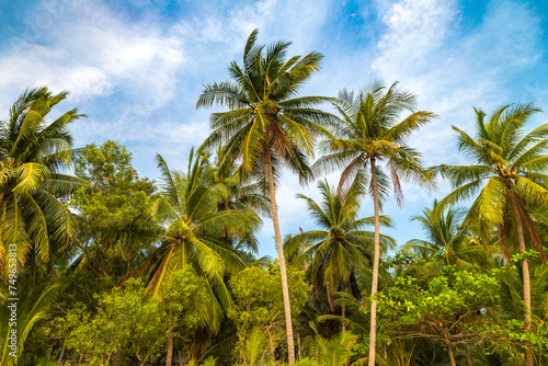 Palm tree at tropical beach