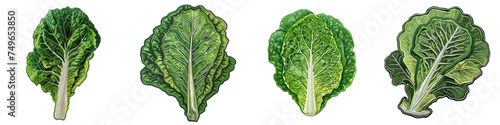 Romaine lettuce vegetable embroidered patch badge Hyperrealistic Highly Detailed Isolated On Transparent Background Png File photo