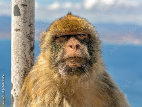 Barbary Macaque in Gibraltar © Asdrubal