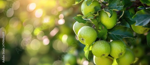 A cluster of ripe green apples hangs from the branches of an apple tree in a garden. The apples are ready for picking, with their vibrant green color shining under the sunlight. photo