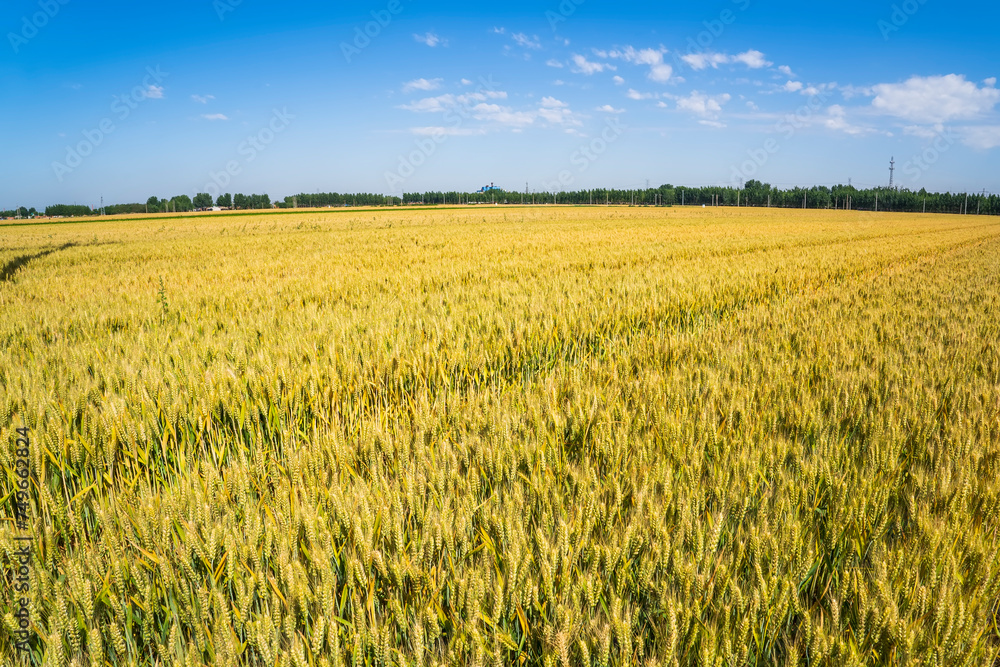 Wheat is growing in the field ,The wheat fields are under the blue sky and white clouds