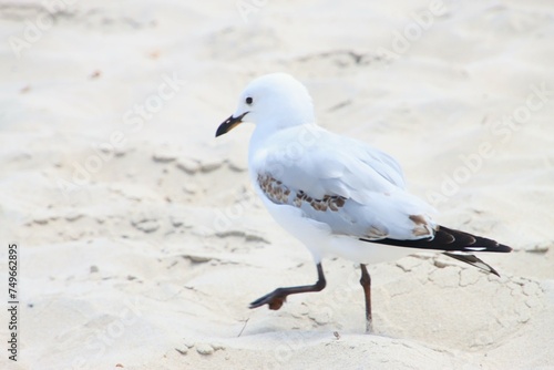 A Seagull Walking on the Sand, Busselton Western Australia.