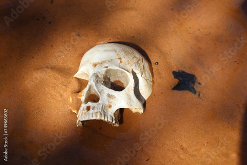 Human Skull in Muddy Creek