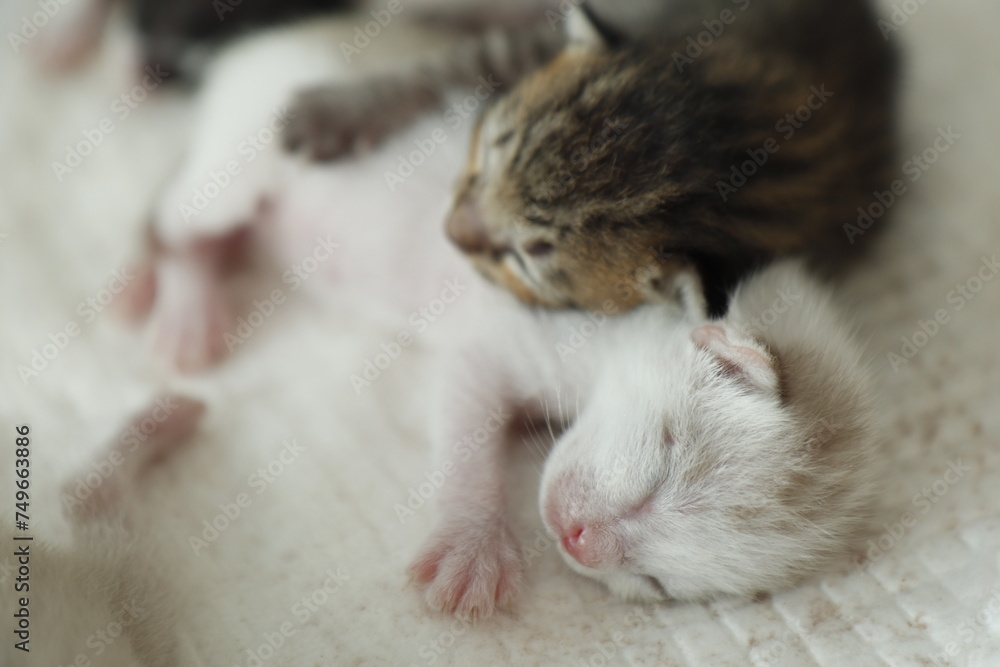cute new born kitten, The kitten hasn't opened its eyes yet. sleeping on white cloth cute new born kitten, The kitten hasn't opened its eyes yet. sleeping on white cloth