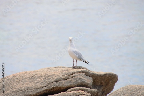 A Seagull Standing on a Rock, Cape Naturaliste National Park, Western Australia.