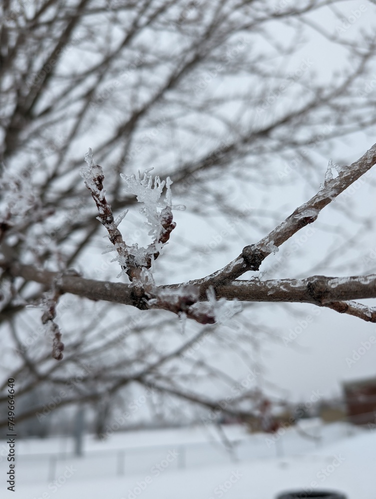 snow covered branches snow covered branches