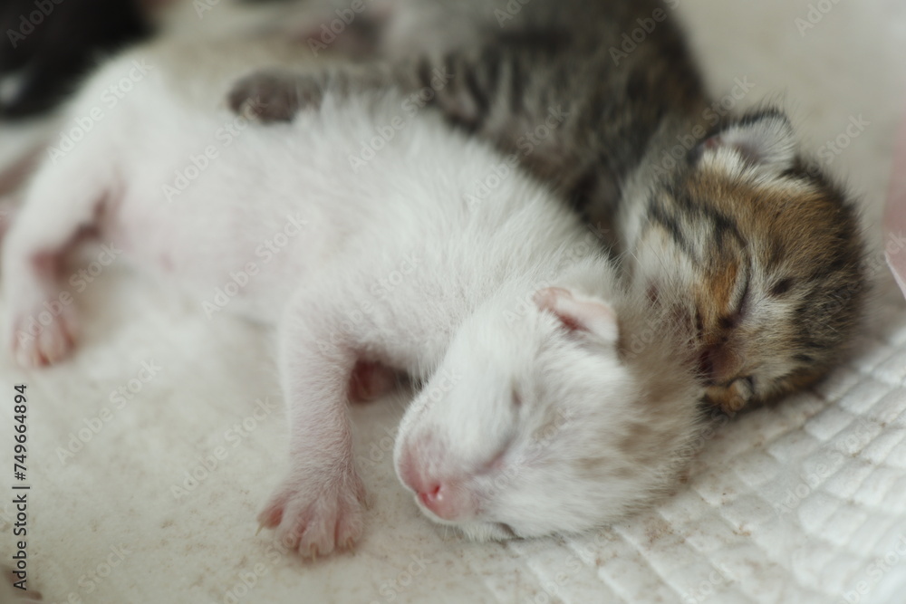 cute new born kitten, The kitten hasn't opened its eyes yet. sleeping on white cloth cute new born kitten, The kitten hasn't opened its eyes yet. sleeping on white cloth