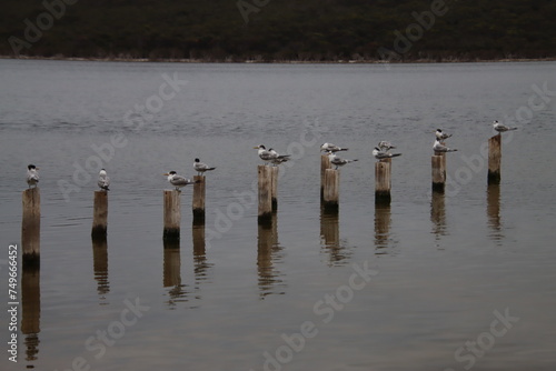 Terns Sitting on the Ruins of an Old Jetty, Dunns Swamp, Fitzgerald Coast, Western Australia.