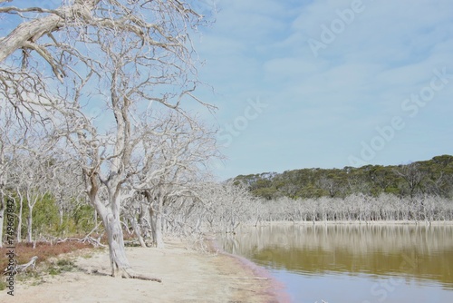 The Dead Trees Surrounding Dunns Swamp, Fitzgerald Coast, Western Australia.