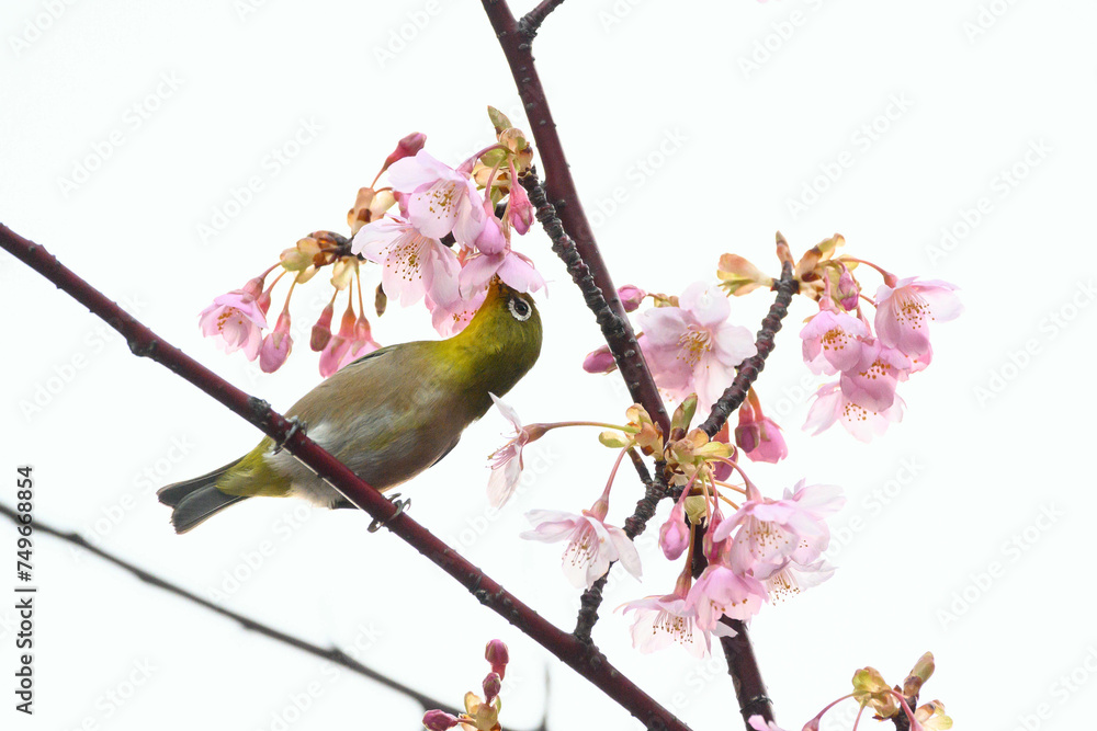 河津桜の花に止まるメジロ 河津桜の花に止まるメジロ