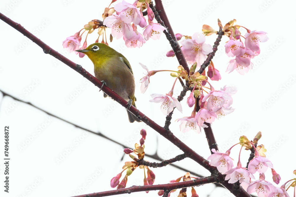 河津桜の花に止まるメジロ 河津桜の花に止まるメジロ