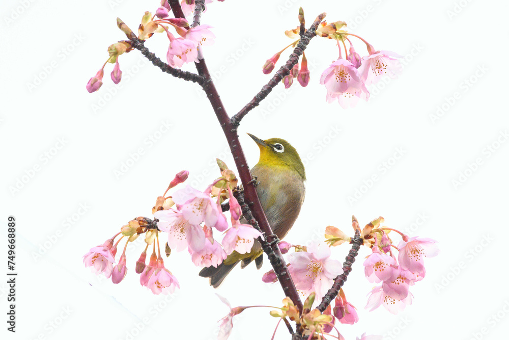 河津桜の花に止まるメジロ 河津桜の花に止まるメジロ