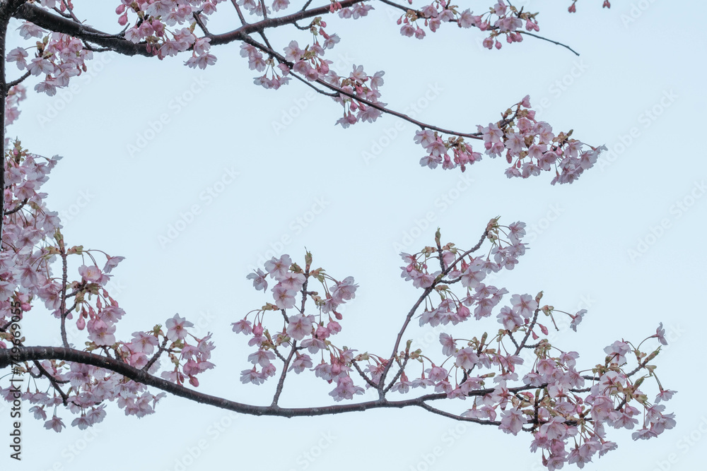 早咲きの河津桜の花が咲く。透き通るような花びら。