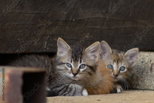 cats in a barn on the farm