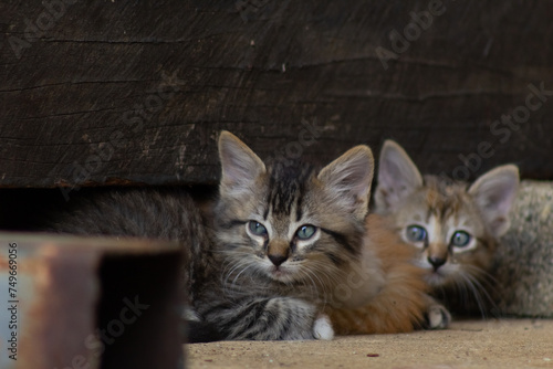 cats in a barn on the farm © ric