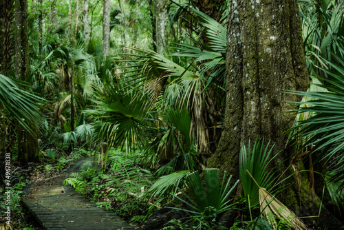 The beautiful Saint Francis Trail through the Ocala National Forest in Florida photo