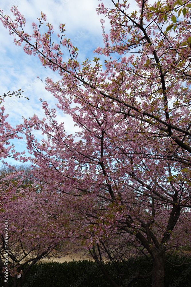 Kawazu cherry blossoms at Chigasaki Park in Yokohama Kawazu cherry blossoms at Chigasaki Park in Yokohama