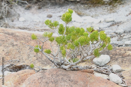 Coastal Vegetation Fitzgerald Coast Biosphere, Western Australia
