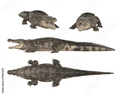 Saltwater crocodile isolated on white background or Nile crocodile. 3d illustration