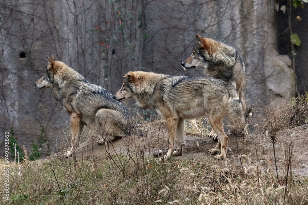 Obraz premium 横を向いた三頭のオオカミたち