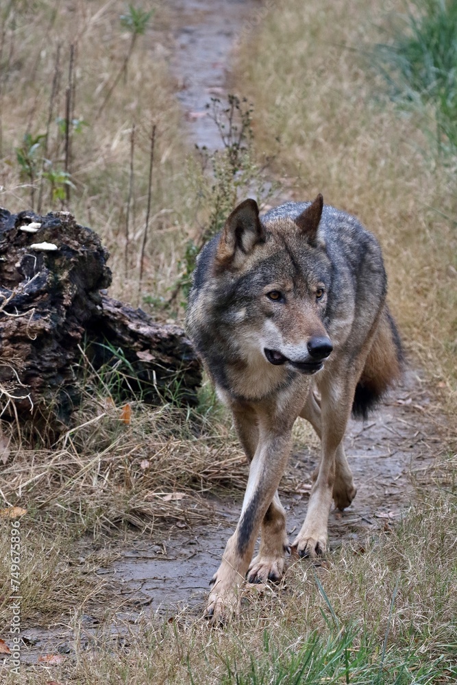 Fototapeta premium 歩くオオカミのポートレート