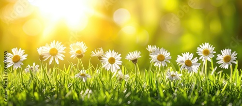 A cluster of daisies, including wild varieties, showcasing a gardening concept, placed on lush green grass.