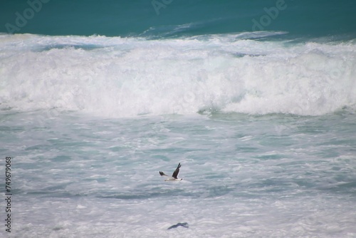 A Seagull Flying Above the Waves, Fitzgerald Coast, Western Australia.