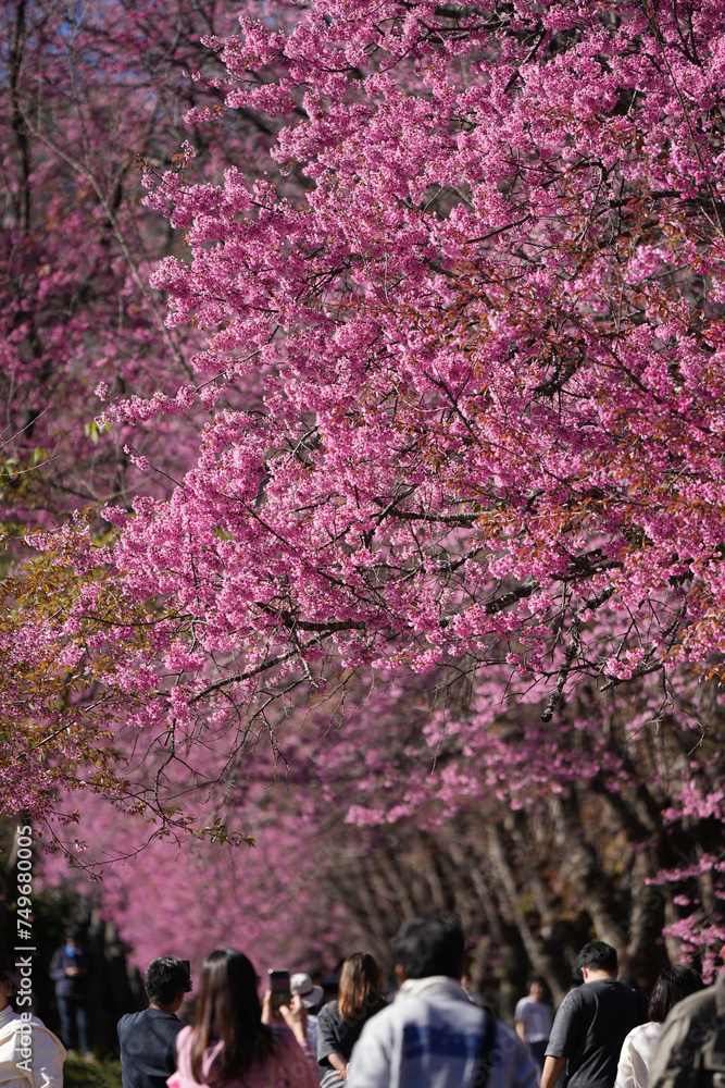 travel to see cherry blossom on Doi Inthanon mountain national park in spring season chiangmai thailand travel to see cherry blossom on Doi Inthanon mountain national park in spring season chiangmai thailand