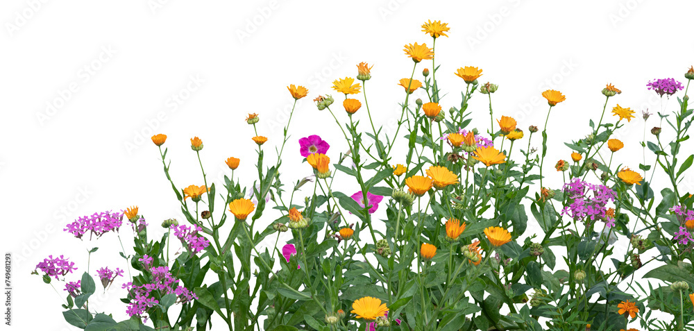 Colorful Wildflower Meadow Isolated on White
