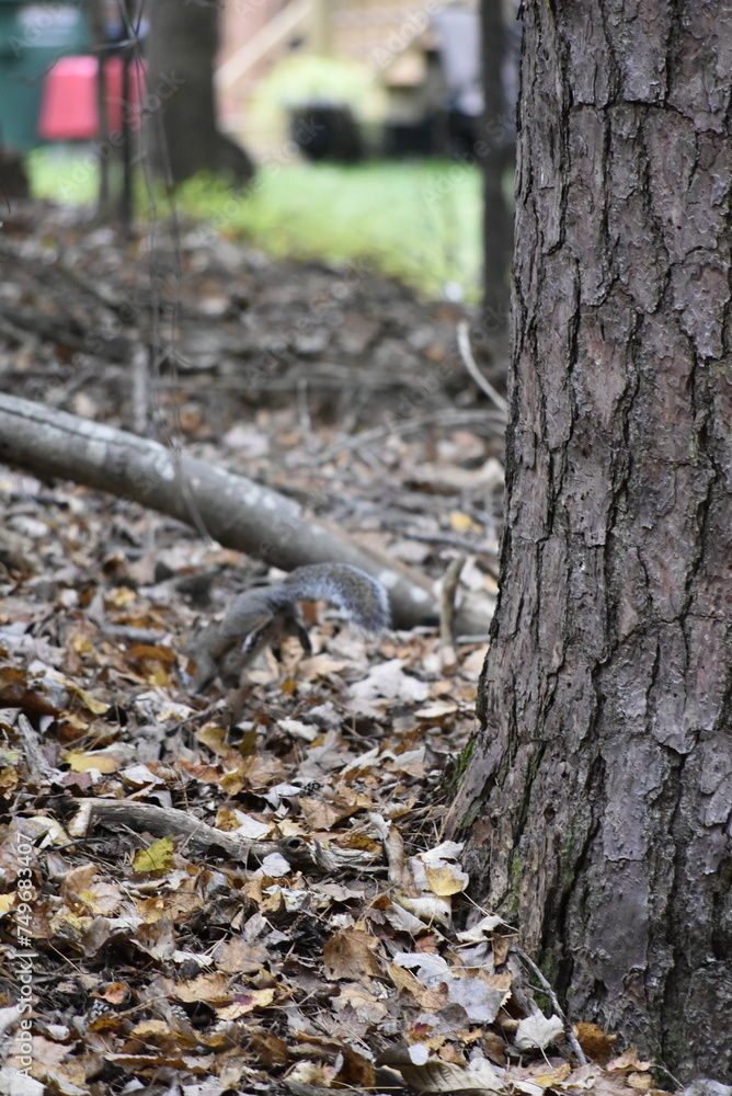 Squirrel Among Leaves Squirrel Among Leaves