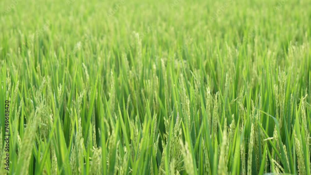 A field of green rice plants. A field of green rice plants.