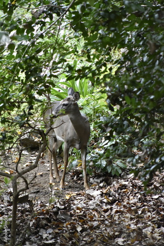 Deer in Woods