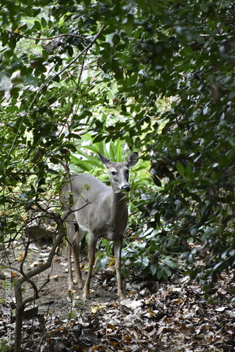 Deer in Woods