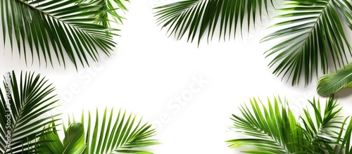 A collection of isolated palm leaves against a white backdrop, suitable for tropical-themed designs and summer aesthetics. The leaves are vibrant green and feature intricate patterns, with a clipping © TheWaterMeloonProjec