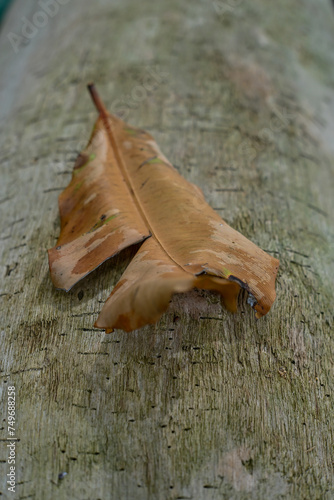 Dry leaves on with wood texture background
