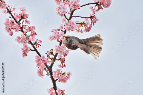河津桜とホバリングするヒヨドリ
