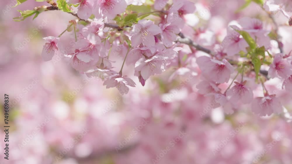 河津桜 河津桜