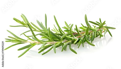 Rosemary isolated on white background