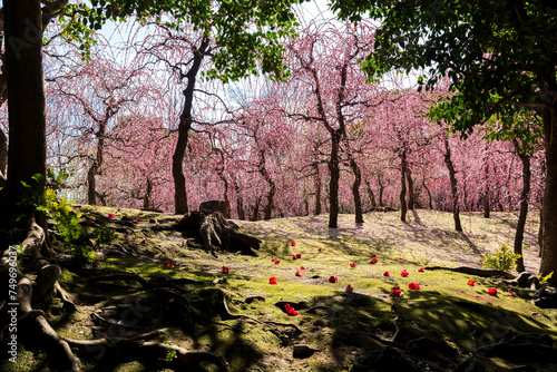 Weeping Plum Trees flower in full bloom at Jonangu Shrine Japanese garden, Kyoto, Japan. photo