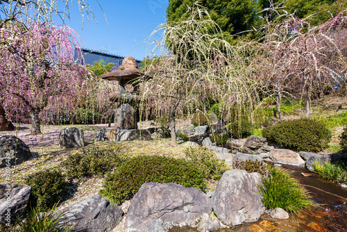 Weeping Plum Trees flower in full bloom at Jonangu Shrine Japanese garden, Kyoto, Japan. photo