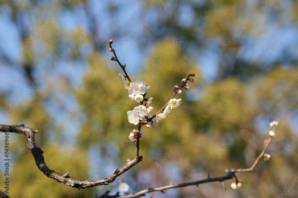 公園で咲いた白梅
