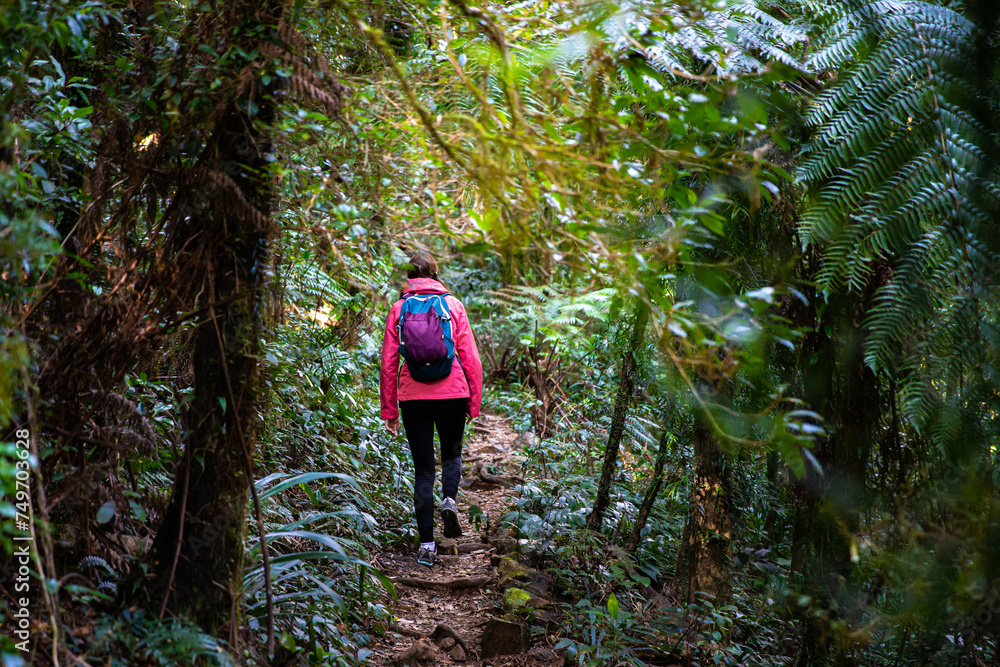 hiker girl with a backpack walking through a dense gondwana rainforest in lamington national park, queensland, australia; hiking in green mountains, toolona circuit, forest with unique ancient plants