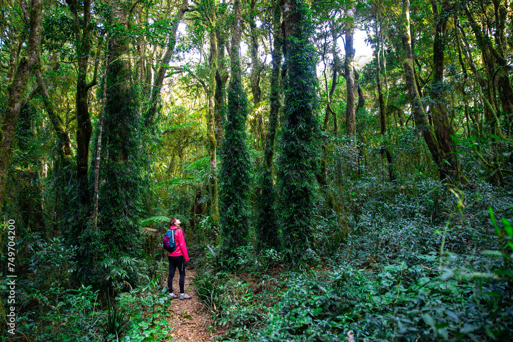 Fototapeta premium hiker girl with a backpack walking through a dense gondwana rainforest in lamington national park, queensland, australia; hiking in green mountains, toolona circuit, forest with unique ancient plants