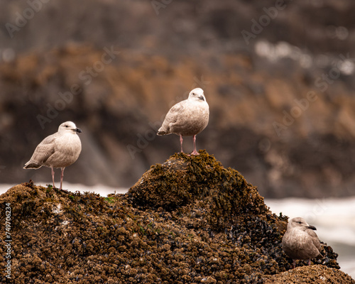 A trio of gulls sitting on a rock as the tide comes in
